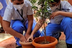 Tree-1