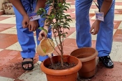 Tree-3